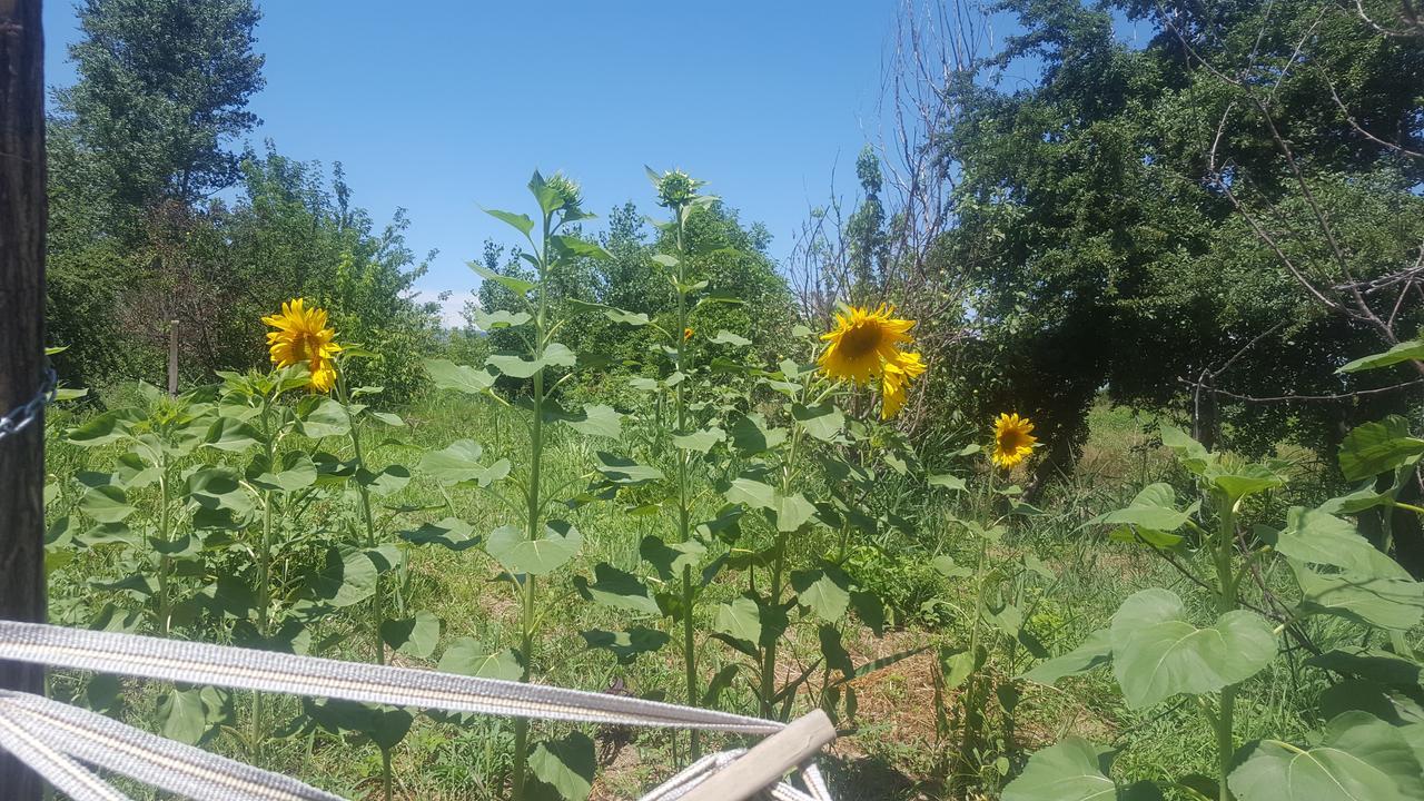 Guest House Elene Γκόρι Εξωτερικό φωτογραφία